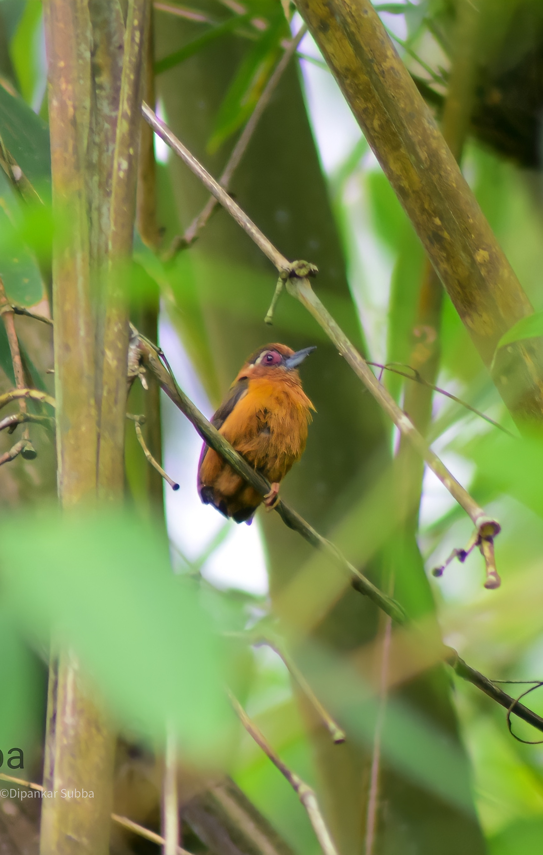 White Browed Piculet